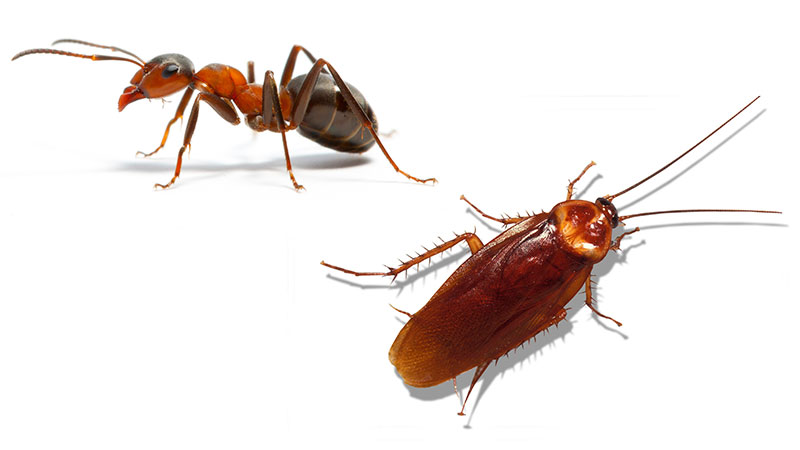 Cockroaches & Ants Control