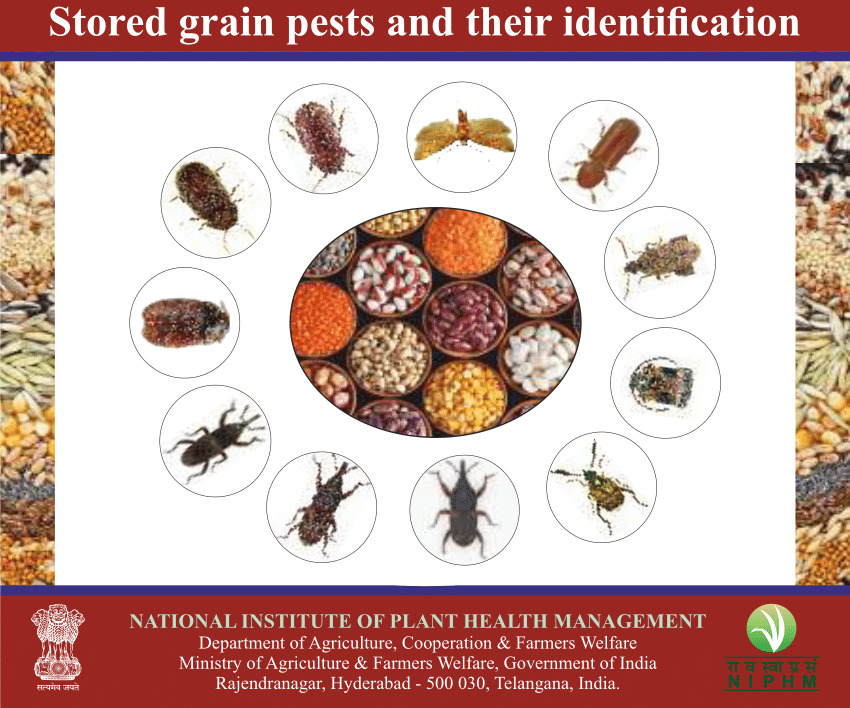 Stored Grain Pest Control